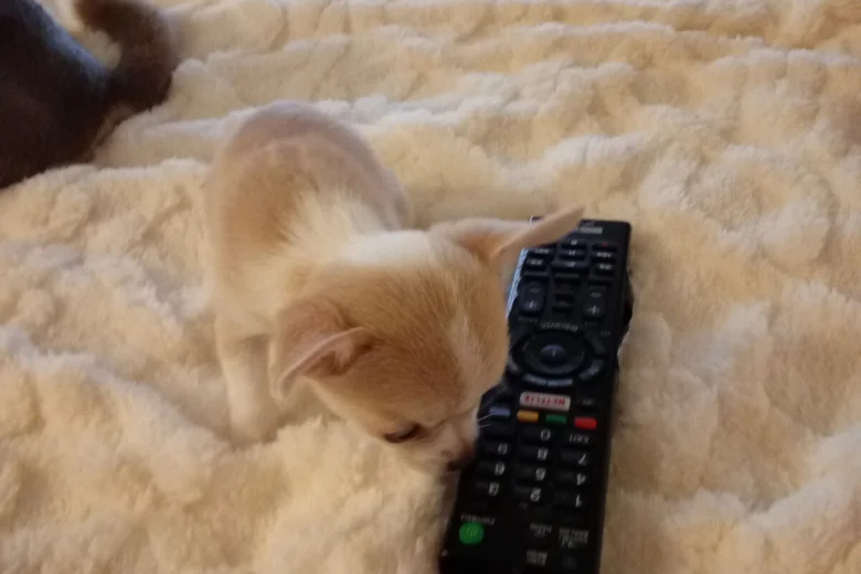 Chihuahua