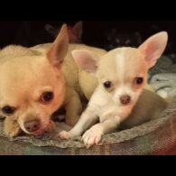 Chihuahua