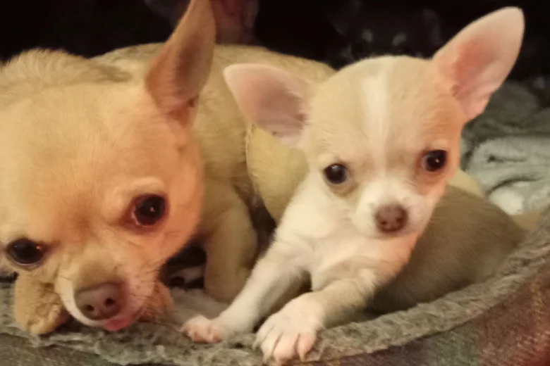 Chihuahua