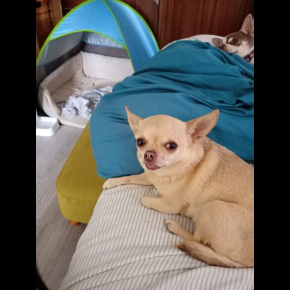 Chihuahua