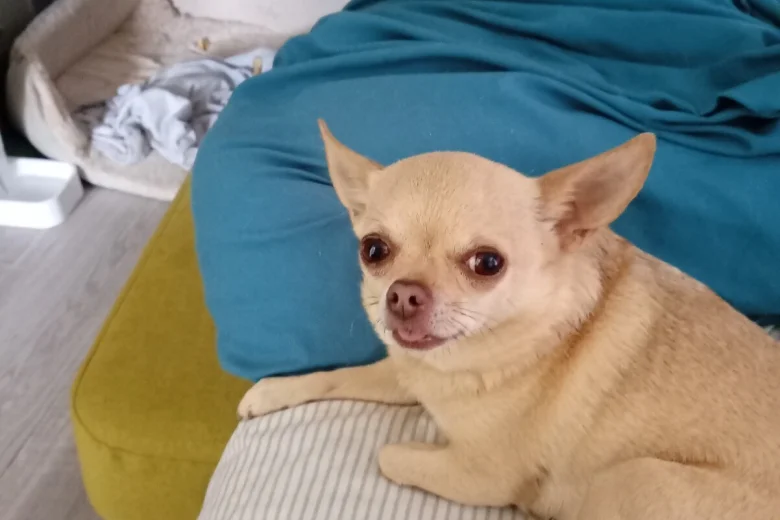 Chihuahua