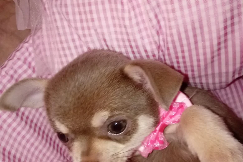Chihuahua