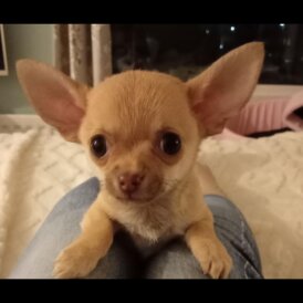 Chihuahua