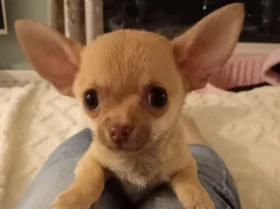 Chihuahua