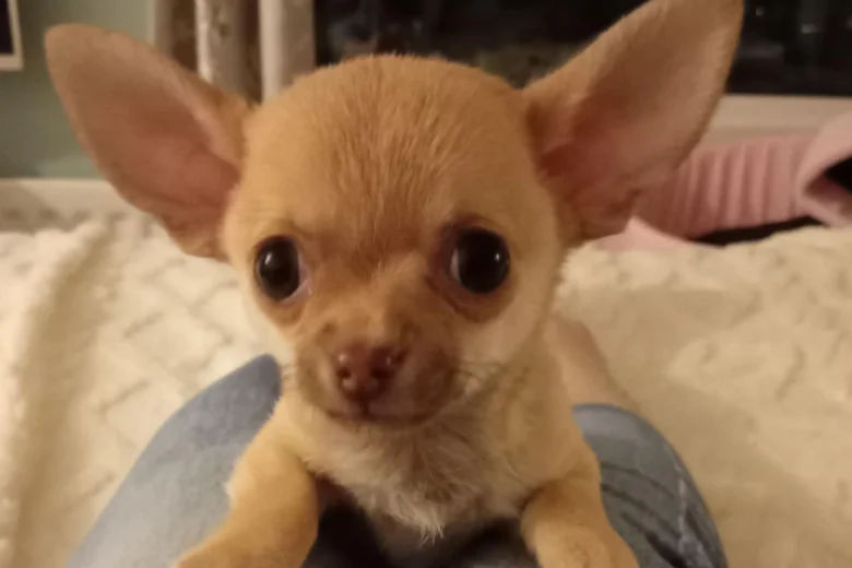 Chihuahua