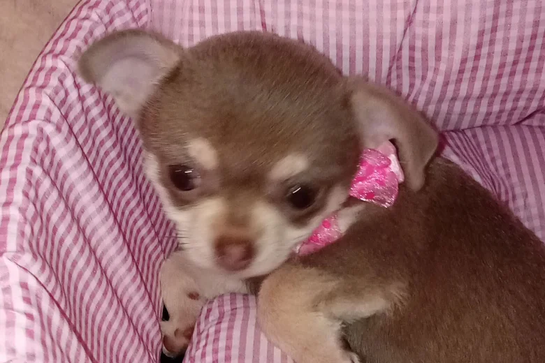 Chihuahua