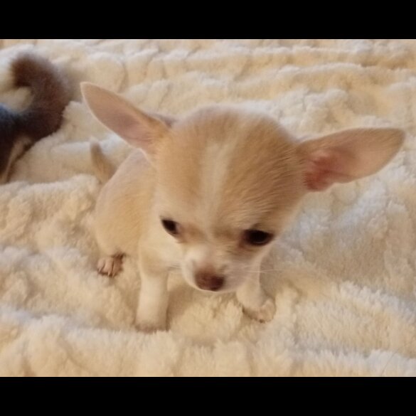 Chihuahua