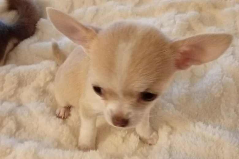 Chihuahua