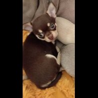 Chihuahua