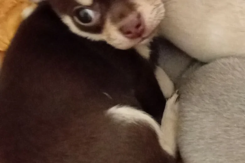 Chihuahua