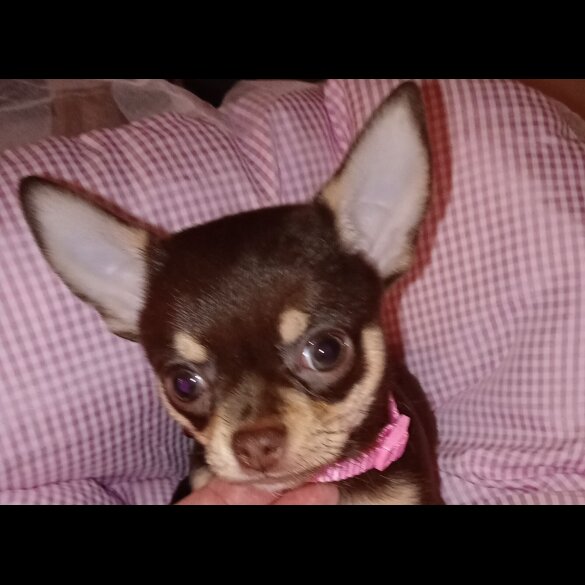 Chihuahua