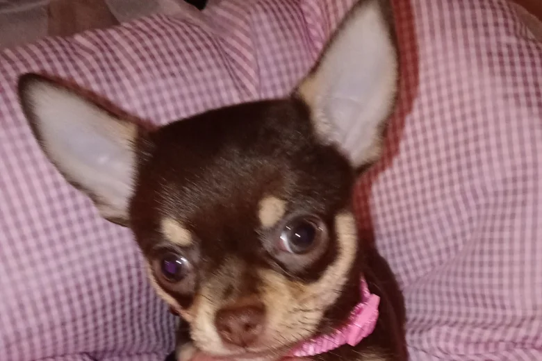Chihuahua