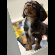 Cavalier King Charles Spaniel