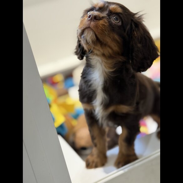 Cavalier King Charles Spaniel