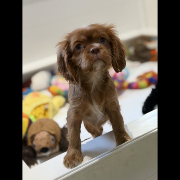 Cavalier King Charles Spaniel