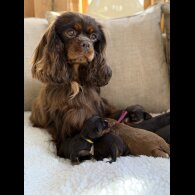Cavalier King Charles Spaniel