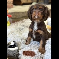 Cavalier King Charles Spaniel
