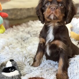 Cavalier King Charles Spaniel