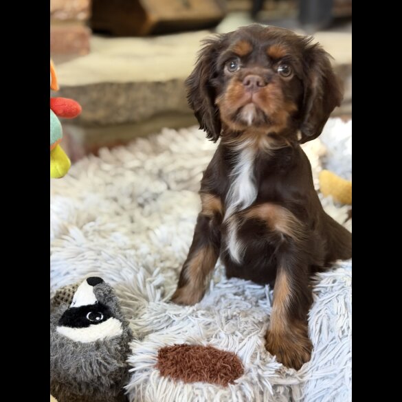 Cavalier King Charles Spaniel