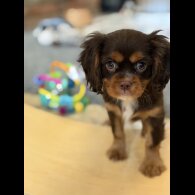 Cavalier King Charles Spaniel