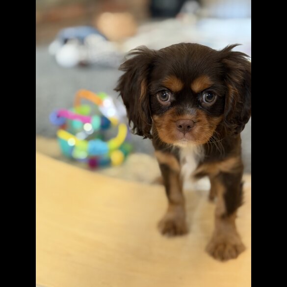 Cavalier King Charles Spaniel