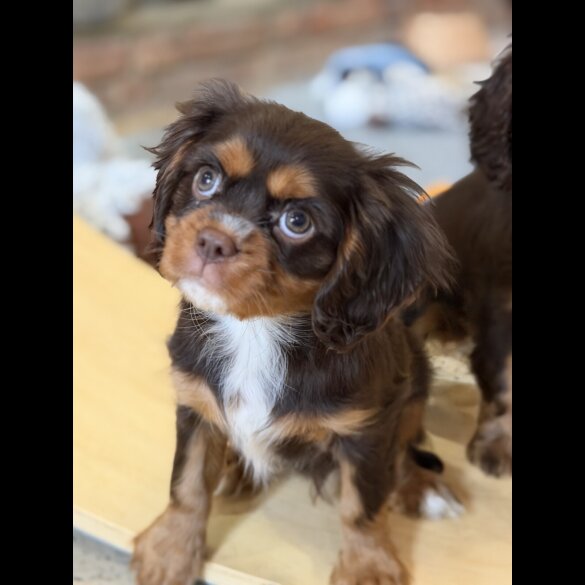 Cavalier King Charles Spaniel