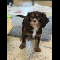 Cavalier King Charles Spaniel
