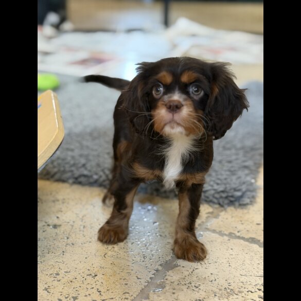 Cavalier King Charles Spaniel