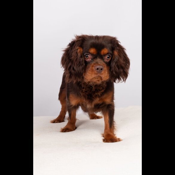 Cavalier King Charles Spaniel