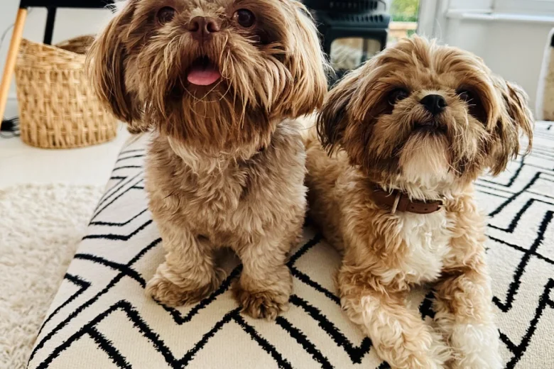 Shih Tzu