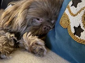 Shih Tzu