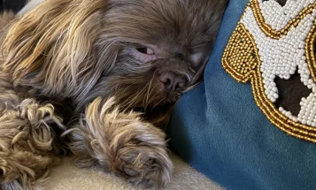 Shih Tzu