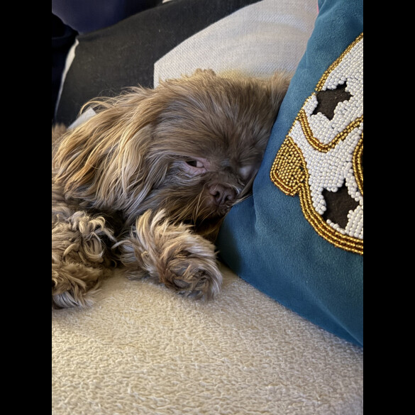 Shih Tzu