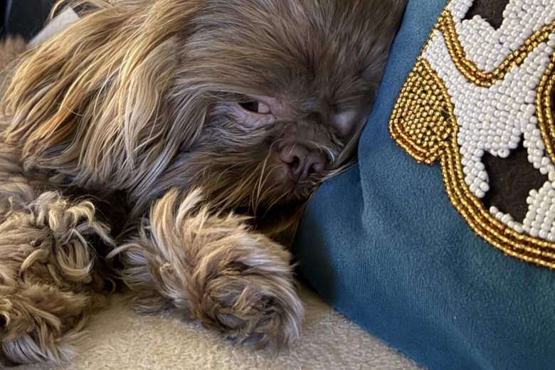 Shih Tzu