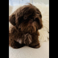 Shih Tzu