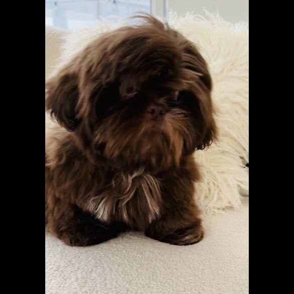 Shih Tzu