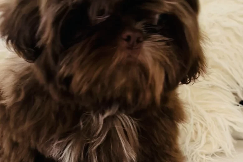 Shih Tzu