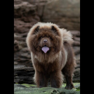 Chow Chow