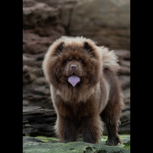 Chow Chow