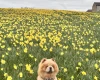 Chow Chow