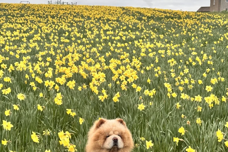 Chow Chow