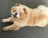 Chow Chow