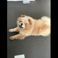 Chow Chow