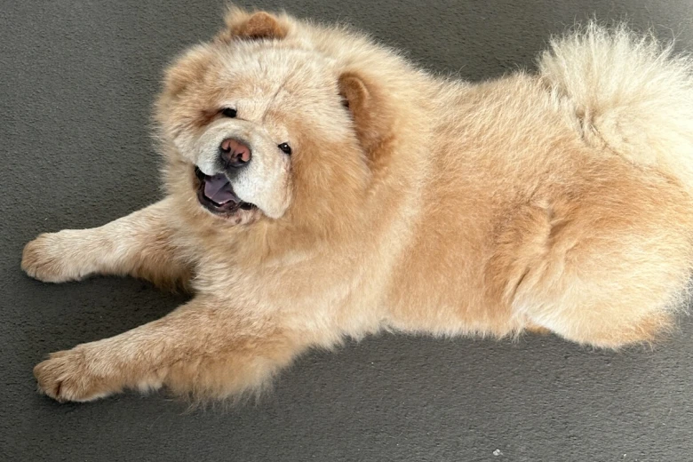 Chow Chow