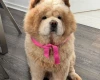 Chow Chow