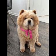 Chow Chow