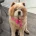 Chow Chow