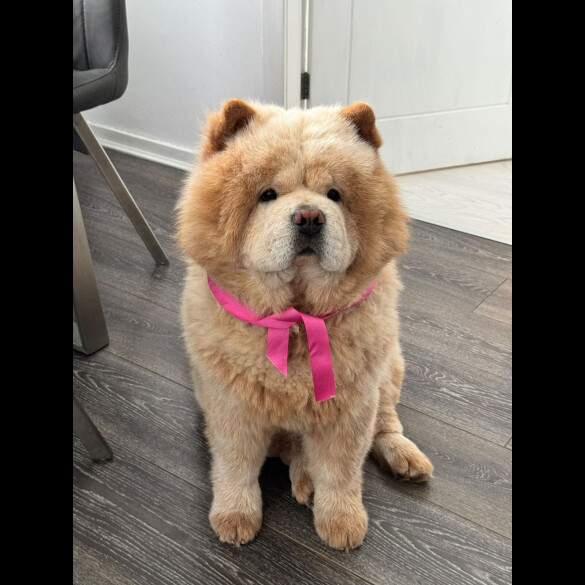 Chow Chow