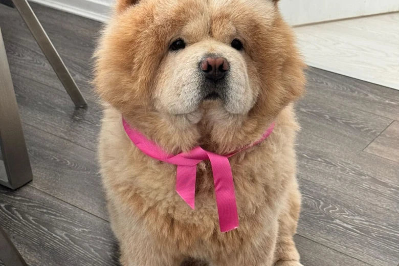 Chow Chow