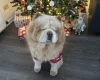 Chow Chow
